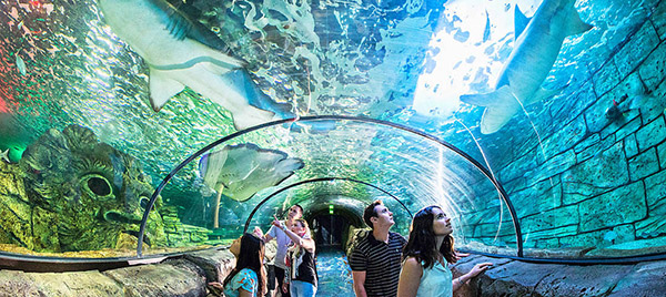 Visit The Amazing Sydney Aquarium - Original Backpackers Hostel