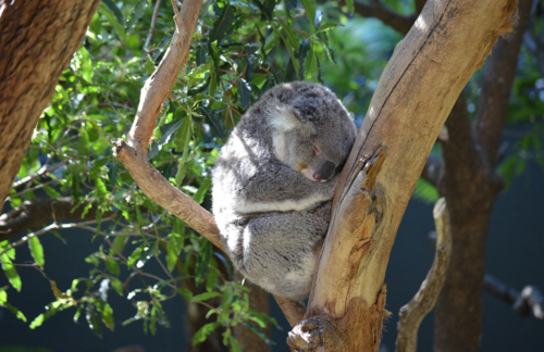 Backpacker hostel Kings Cross Sydney Koala