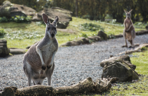 Backpacker hostel Kings Cross Sydney animals kangaroos
