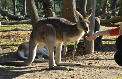 Backpacker hostel Kings Cross Sydney kangaroo